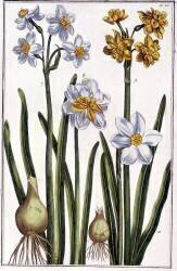 Narcisse - in “” Histoire générale des insects de Surinam et de toute l'Europe”” by Maria Sibylla de Merian (Maria Sibylla Graff Merian) - Muzeo.com
