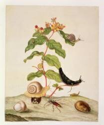 No.1146c Hypericum Baxiforum with snails and a beetle (Maria Sibylla Graff Merian) - Muzeo.com