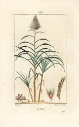 Noble cane - Sugar cane (Pierre Jean Francois Turpin) - Muzeo.com