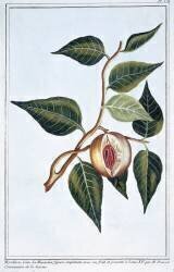 Nutmeg (Pierre-Joseph Buchoz) - Muzeo.com