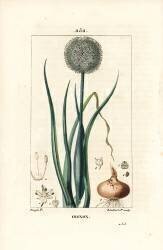 Onion (Pierre Jean Francois Turpin) - Muzeo.com
