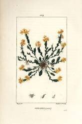 Orpin acre - Golden stonecrop (Pierre Jean Francois Turpin) - Muzeo.com