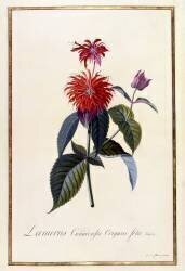 Oswego Tea Plant (Georg Dionysius Ehret) - Muzeo.com