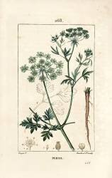 Parsley - Garden parsley (Pierre Jean Francois Turpin) - Muzeo.com