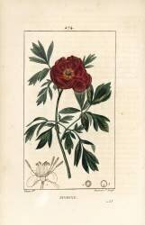 Peony officinale - European peony (Pierre Jean Francois Turpin) - Muzeo.com