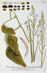 Phalangium from Johann Wilhelm Weinmann's Phytanthoza Iconographia (Georg Dionysius Ehret) - Muzeo.com