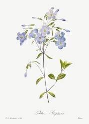 Phlox reptans (Pierre Joseph Redouté) - Muzeo.com