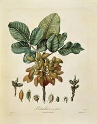 Pistachio (Pierre Jean Francois Turpin) - Muzeo.com