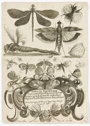 Planche d'insectes (Henry Le Roy) - Muzeo.com