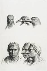 Planches 23 a et 23 b : trois têtes de corbeaux et trois têtes d'hommes en relation avec le corbeaux (Charles Le Brun) - Muzeo.com