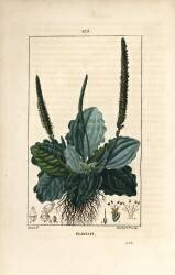 Plantain (Pierre Jean Francois Turpin) - Muzeo.com