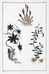 Plantes medicinales (anonymous) - Muzeo.com