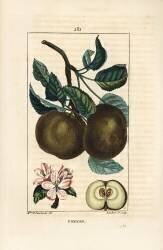 Pommier (Ernestine Panckoucke) - Muzeo.com