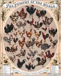 Poultry of the World Poster (anonymous) - Muzeo.com
