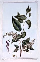 Prunus padus (Pierre-Joseph Buchoz) - Muzeo.com