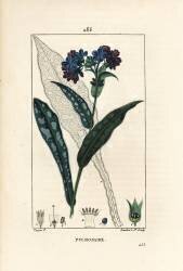 Pulmonaire (Pierre Jean Francois Turpin) - Muzeo.com