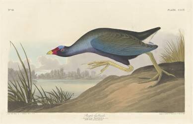 Purple gallinule (John James Audubon) - Muzeo.com