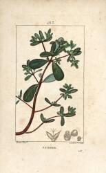 Purslane (Pierre Jean Francois Turpin) - Muzeo.com