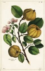 Quince tree and fruit (Dupin) - Muzeo.com