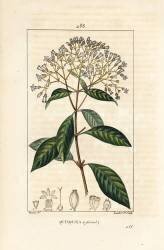 Quinquina (Pierre Jean Francois Turpin) - Muzeo.com