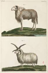 Rams (anonymous) - Muzeo.com