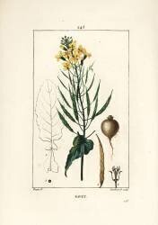 Rapeseed or oilseed (Pierre Jean Francois Turpin) - Muzeo.com