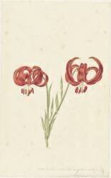 Red Lily (Catharina Lintheimer) - Muzeo.com