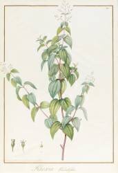 Rhexia Pendulifolia (Pierre Joseph Redouté) - Muzeo.com
