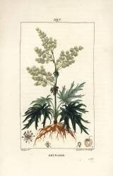 Rhubarbe (Pierre Jean Francois Turpin) - Muzeo.com