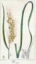 Rice (Pierre Jean Francois Turpin) - Muzeo.com