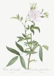 Rosa Alba Cimbaefolia (Pierre Joseph Redouté) - Muzeo.com