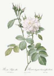Rosa bifera alba (Pierre Joseph Redouté) - Muzeo.com