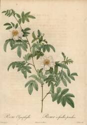 Rosa clynophylla (Jean-Baptiste Chapuy) - Muzeo.com