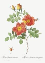 Rosa Eglantera Punicea (Pierre Joseph Redouté) - Muzeo.com