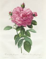 Rosa Gallica Flore Giganteo (Pierre Joseph Redouté) - Muzeo.com