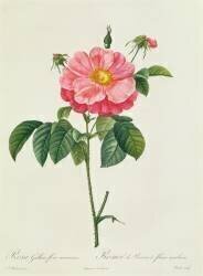 Rosa Gallica Flore Marmoreo (Pierre Joseph Redouté) - Muzeo.com