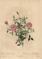 Rosa indica pumila (Jean-Baptiste Chapuy) - Muzeo.com
