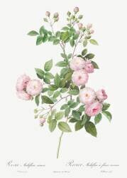 Rosa Multiflora Carnea (Pierre Joseph Redouté) - Muzeo.com