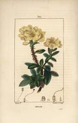 Rosage (Pierre Jean Francois Turpin) - Muzeo.com