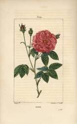 Rose (Pierre Jean Francois Turpin) - Muzeo.com