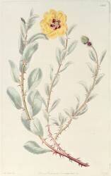 Rose: Persian from the Botanical Register (M. Hart) - Muzeo.com