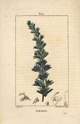 Rosemary (Pierre Jean Francois Turpin) - Muzeo.com