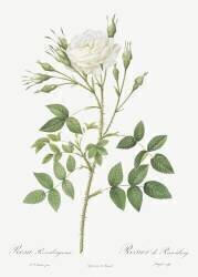 Rosenberg's rose (Pierre Joseph Redouté) - Muzeo.com