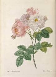Rosier de Cels (Rosa Damascena) (Jean Louis Auguste Charlin) - Muzeo.com