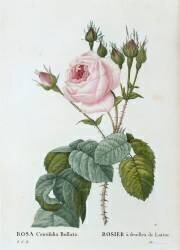 Rosier à feuilles de laitue (Rosa centifolia Bullata) (Eustache-Hyacinthe Langlois) - Muzeo.com