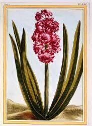 Royal Crimson (Pierre-Joseph Buchoz) - Muzeo.com