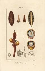 Sagou (Pierre Jean Francois Turpin) - Muzeo.com