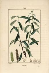 Saule (Pierre Jean Francois Turpin) - Muzeo.com