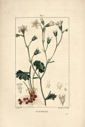 Saxifrage granulee or Saxifrage a bulbbles - Meadow saxifrage (Pierre Jean Francois Turpin) - Muzeo.com