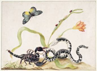 Scorpion and Snake (Maria Sibylla Graff Merian) - Muzeo.com
